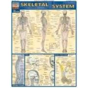 Skeletal System Quick Study Reference Guide (Quick Study Academic)