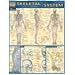 Skeletal System Quick Study Reference Guide (Quick Study Academic)
