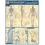 Skeletal System Quick Study Reference Guide (Quick Study Academic)