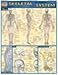 Skeletal System (Quickstudy: Academic)
