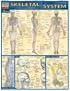 Skeletal System Laminate Reference Chart (Quickstudy: Academic)