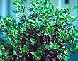 Gardenia Veitchii Five Gallon Topiary