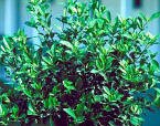 Gardenia Veitchii Five Gallon