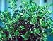 Gardenia Veitchii Five Gallon Topiary