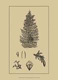 Arbor Study I - Artist: Vision Studio - Art Print Poster - With a Black Wood Frame - Image Size: 6.50 by 11.00 inches Art Print Poster - With a Black Wood Frame