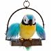Polly The Insulting Parrot