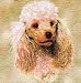 Poodle Woven Lap Square (Throw Blanket)