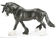 Fox Valley Oliver Shire Stallion