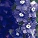 DELPHINIUM COTTAGE GARDEN MIX SEEDS
