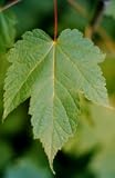 Acer spicatum: Mountain Maple Seeds