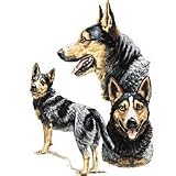 Australian Cattle Dog Adult Sweatshirt