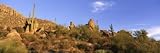 Saguaro Cactus, Sonoran Desert, Arizona, United States Photographic Poster Print by Panoramic Images, 24x8