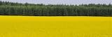 Oilseed Rapes in a Field with Pine Trees in the Background, Vastergotland, Sweden Art Photographic Poster Print by Panoramic Images, 36x12