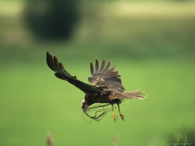 Raptor in Flight with Nest Building Material in its Bill Artists Photographic Poster Print - 18x24