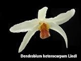 Dendrobium heterocarpum 35