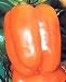 Tasty Orange Bell Pepper 4 Plants - Gourmet
