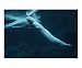 Beluga Whale Emerging Artists Photographic Poster Print by James Davidson, 24x20