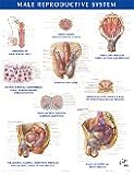 Netter Anatomy Charts: Male Reproductive System Chart (Netter Charts)