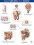 Netter Anatomy Charts: Male Reproductive System Chart, 1e (Netter Charts)