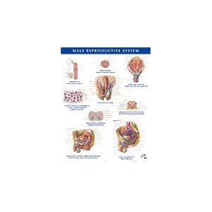 Click here to buy Male Reproductive System Chart (Netter Charts) by Frank H. Netter MD.