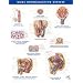 Netter Anatomy Charts: Male Reproductive System Chart, 1e (Netter Charts)