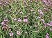 Verbena Bonariensis Perennial