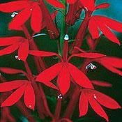Organic Cardinal Flower 240 Seed/Seeds-Heirloom-Lobelia