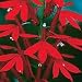 Organic Cardinal Flower 240 Seed/Seeds-Heirloom-Lobelia