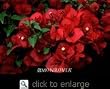Scarlet O'Hara Bougainvillea One Gallon Plant by Monrovia