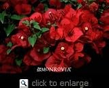 Scarlet O'Hara Bougainvillea One Gallon Plant by Monrovia