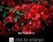 Scarlet O'Hara Bougainvillea One Gallon Plant by Monrovia