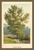 12 X 18 Stretched Canvas Poster Aspen Poplar