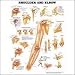 Search : Shoulder/Elbow Chart 20" w X 26" h