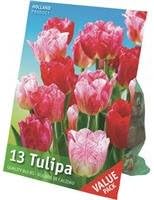 Rembrandt Tulip Flower Bulb 13PK HEMISPHERE TULIPS