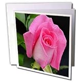 WhiteOak Photography Floral Prints - Delicate Pink Rose Pink Rose with Water Drops - Greeting Cards-12 Greeting Cards with envelopes