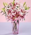 10 Stargazer Lilies