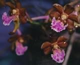 Aerides flabellata 70b