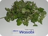 Micro Greens - Wasabi - 4 x 8 oz