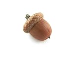 Autumn Oak Acorn - 18