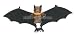 Wildlife / Domestic Animals : Fruit Bat 31.5