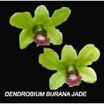 Dendrobium Burana Jade 1593H