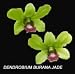 Dendrobium Burana Jade 1593H