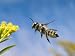Leafcutter Bee (Megachile Sp) Flying Towards a Goldenrod (Solidago Sp) Flower, North America Photographic Poster Print by Michael Durham/Minden Pictures, 40x30