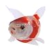 Wallmonkeys Peel and Stick Wall Decals - Koi - Removable Graphic