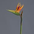 artificial bird of paradise