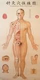 Acupuncture Point Wall Charts