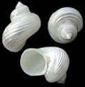 25 Pearl Silver Turbo Seashell Beach Wedding Shell Lot