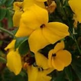Cheiranthus cheiri (English Wallflower) - Bulk Wildflower Seeds