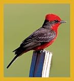 Vermillion Flycatcher Bookmark