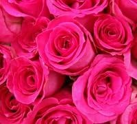 Bulk Roses | Hot Pink | 250 | 15 inches